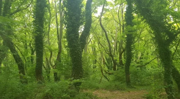 Enchanted Forests of Zagori