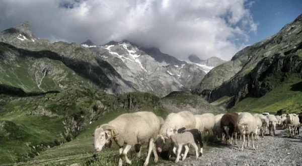 pyrenees-692958_1280