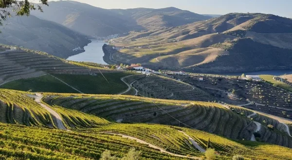 vineyard-5649128_1280